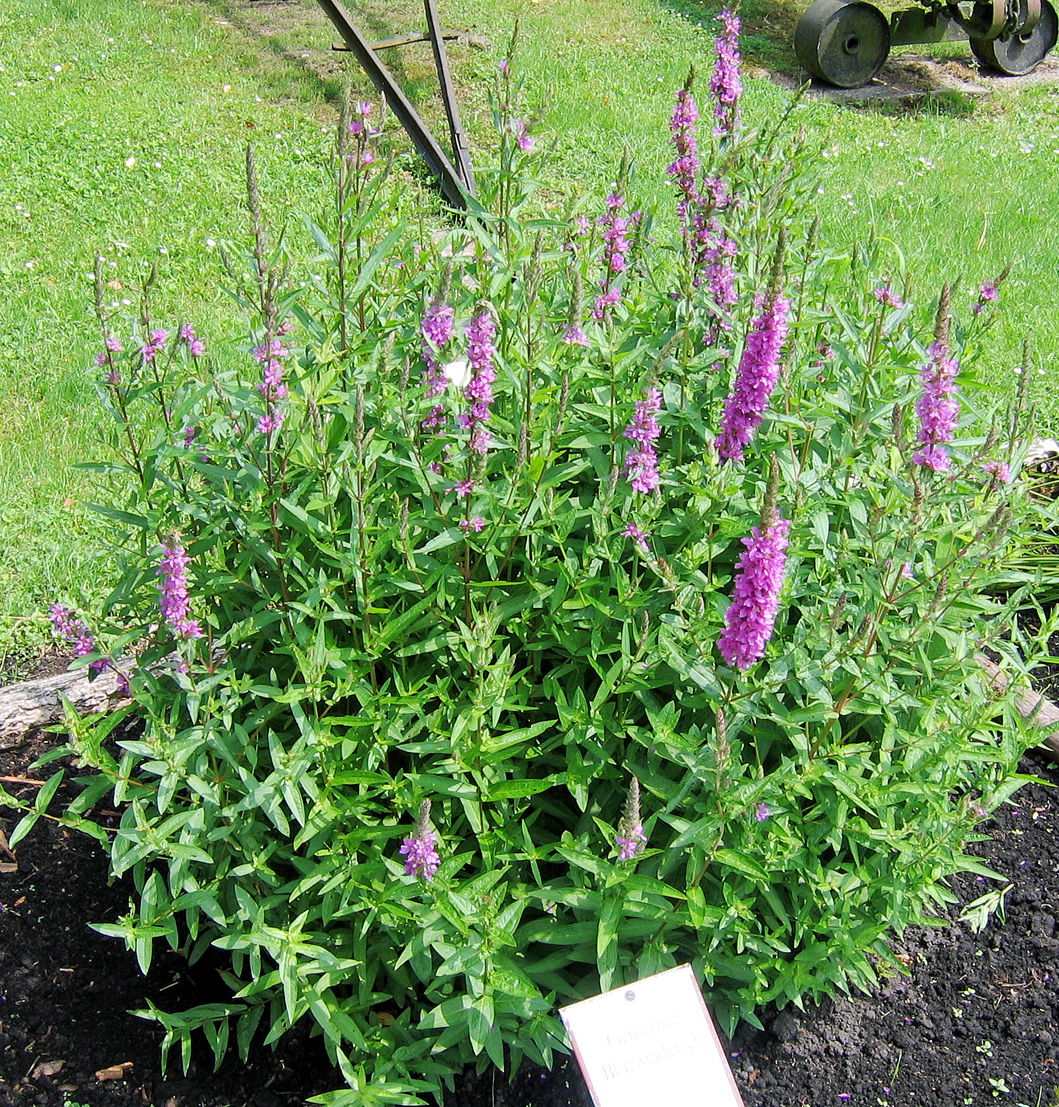 Blutweiderich Lythrum salicaria MFE.jpg