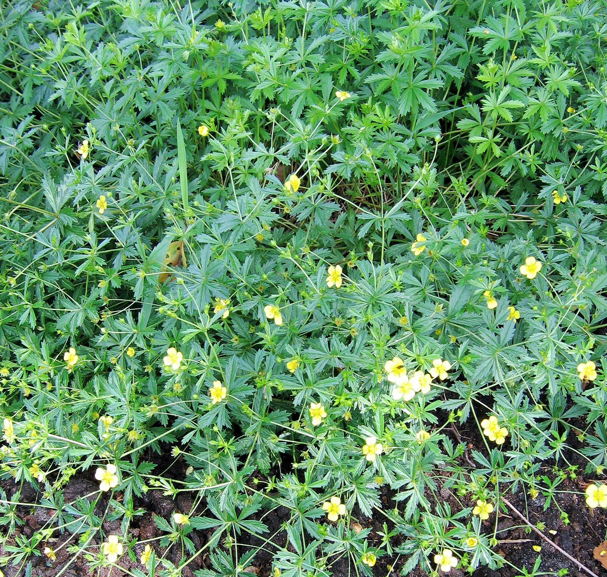 Blutwurz Potentilla erecta II MFE.jpg