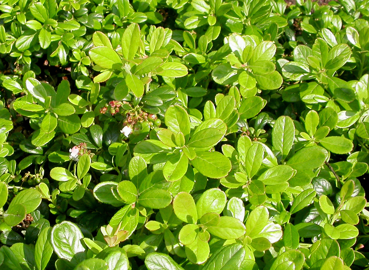 Preiselbeere Vaccinium vitis-idaea MFE.jpg