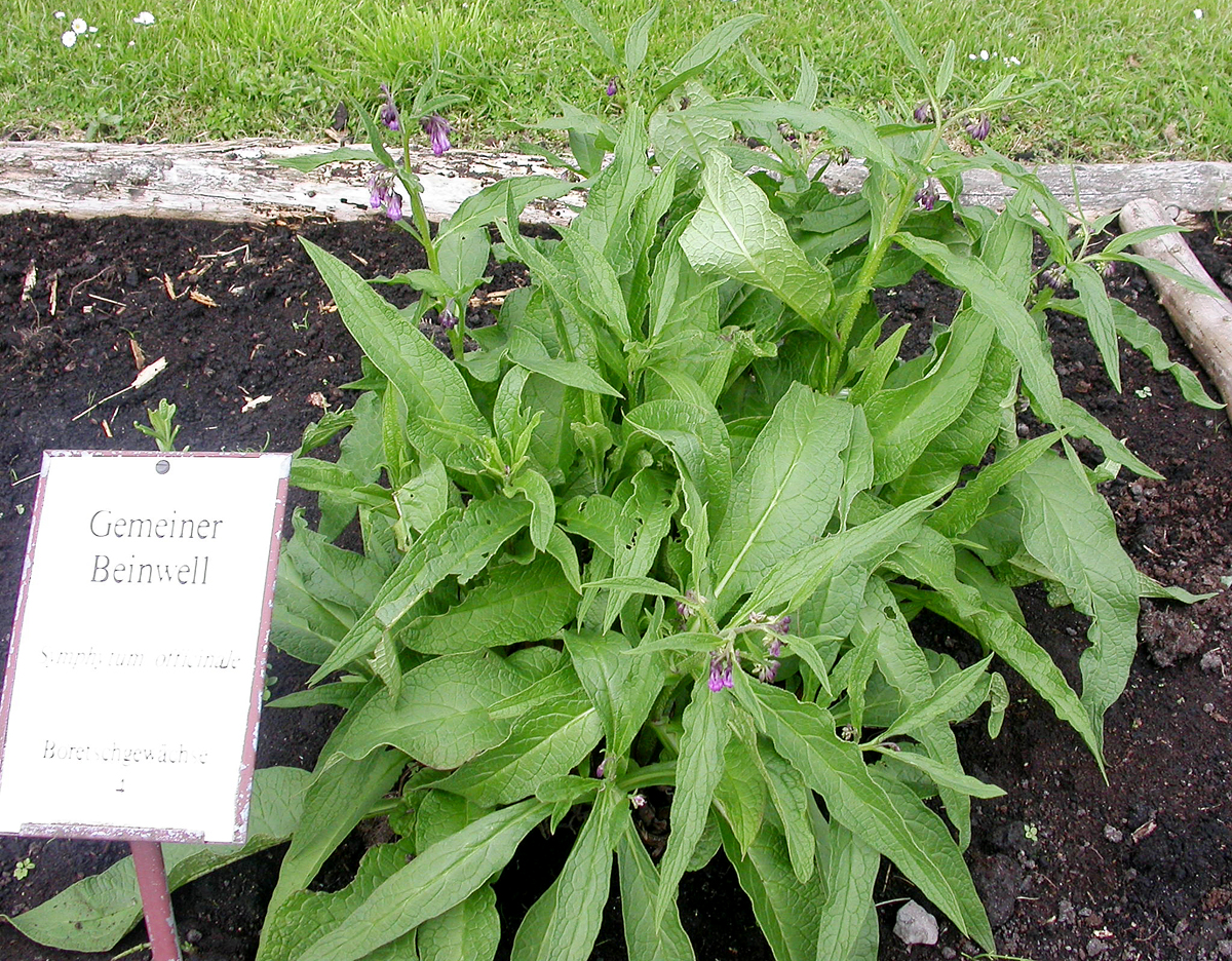 Beinwell Symphytum officinale MFE.jpg