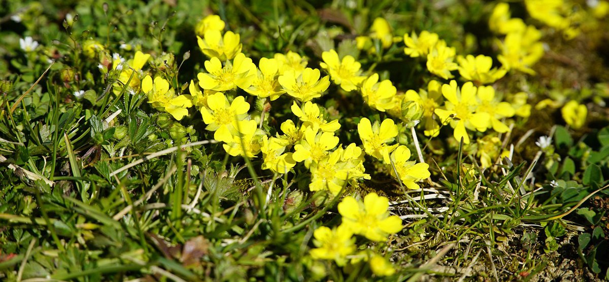 Blutwurz Potentilla erecta Foto_beauty_of_nature.jpg