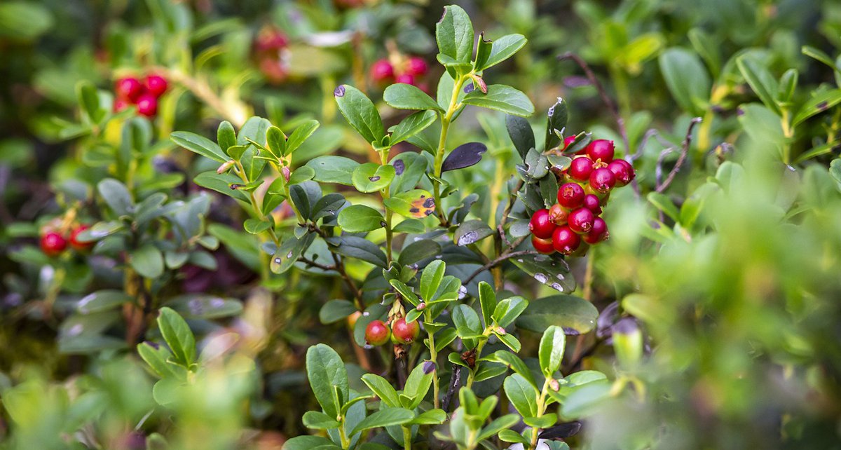 Preiselbeere Vaccinium vitis-idaea Foto_ Erik Karits.jpg