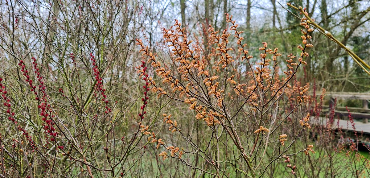 Gagelstrauch Myrica gale MFE (1).jpg