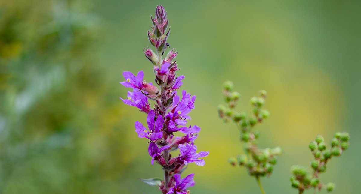 Blutweiderich Lythrum salicaria Foto_Kev.jpg