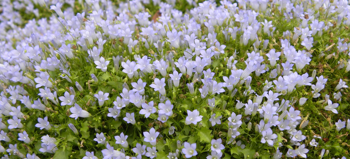 Efeu-Moorglöckchen Wahlenbergia hederacea MFE.jpg