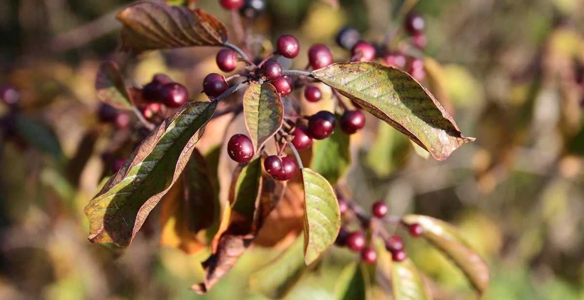 Echter Faulbaum Rhamnus frangula Foto_Else Siegel.jpg