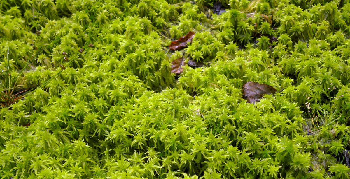 Torfmoos Sphagnum MFE.jpg