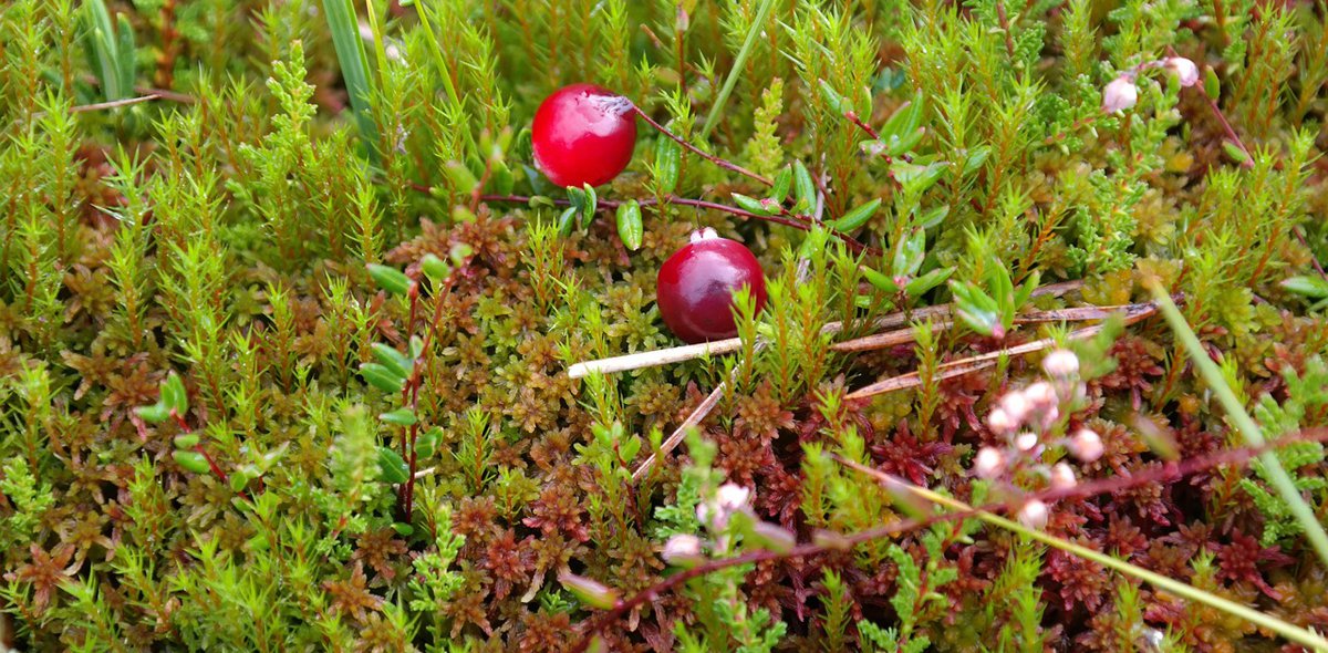 Kleinfrüchtige Moosbeere Oxycoccus microcarpus Foto_Hans.jpg