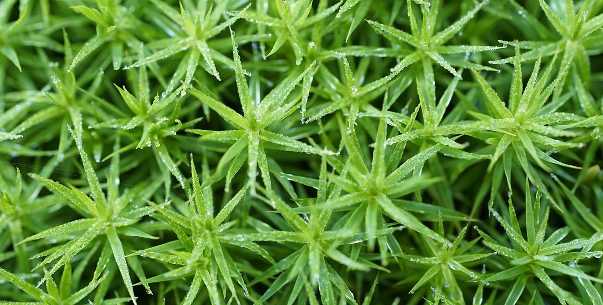 Goldenes Frauenhaarmoos Polytrichum commune Foto_beauty_of_nature.jpg