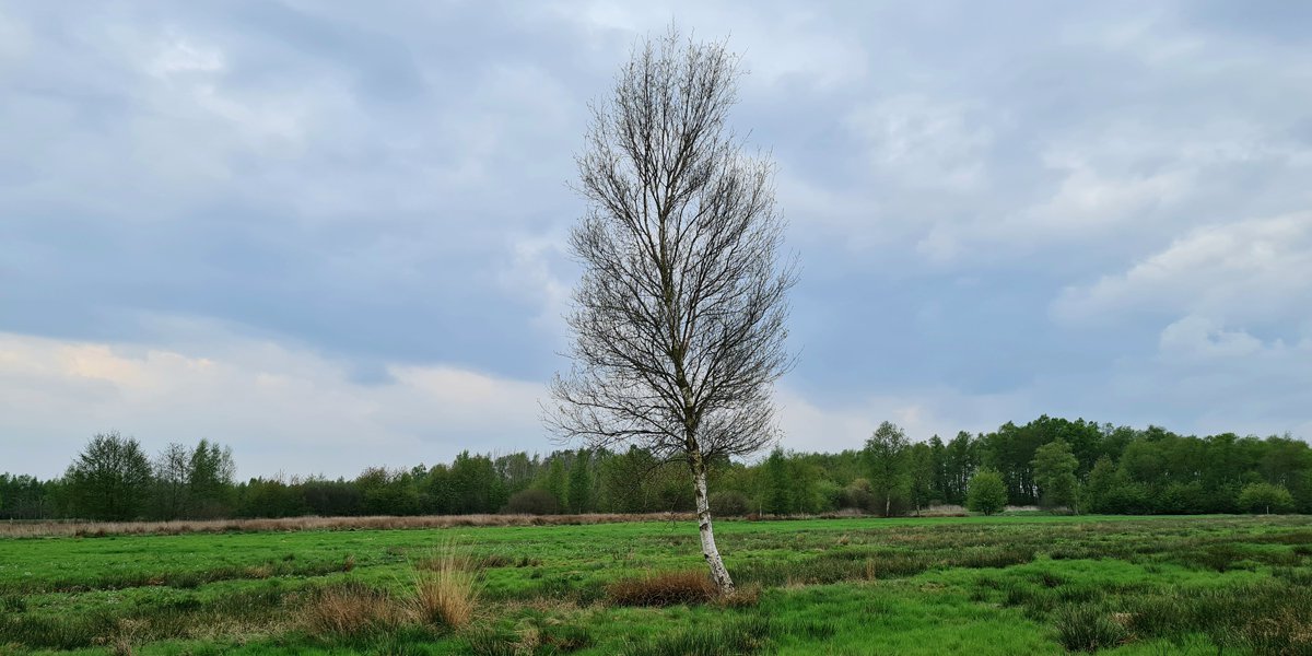 Moorbirke.jpg