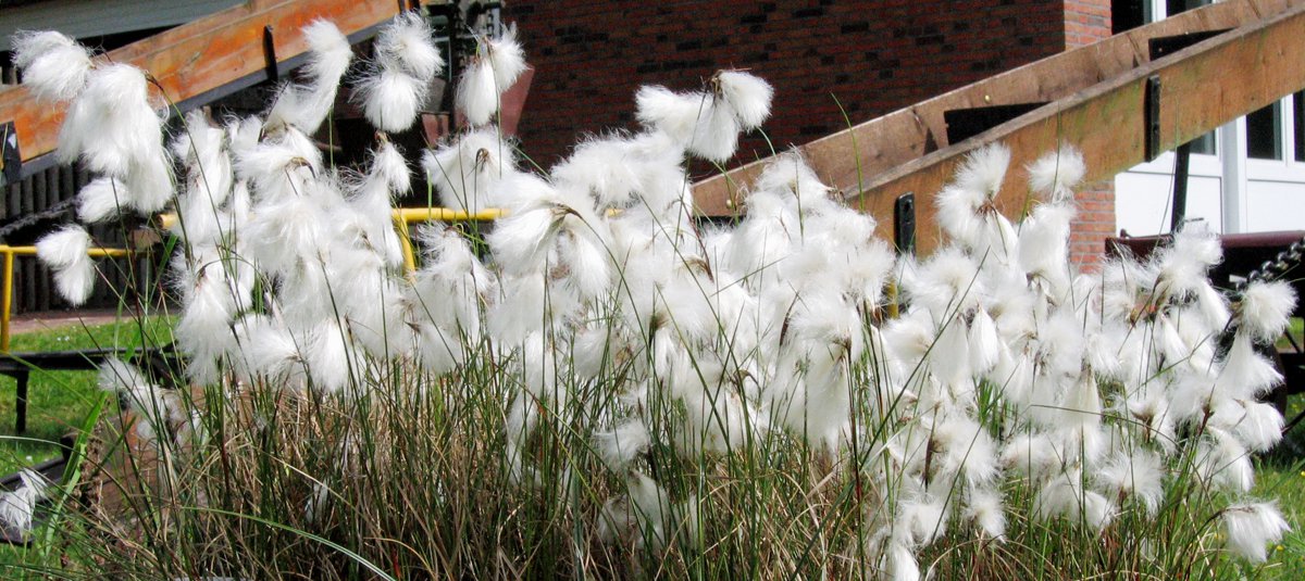 Wollgras Eriophorum MFE.jpg