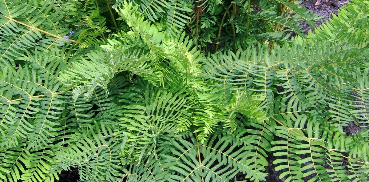 Königsfarn Osmunda regalis III MFE.jpg