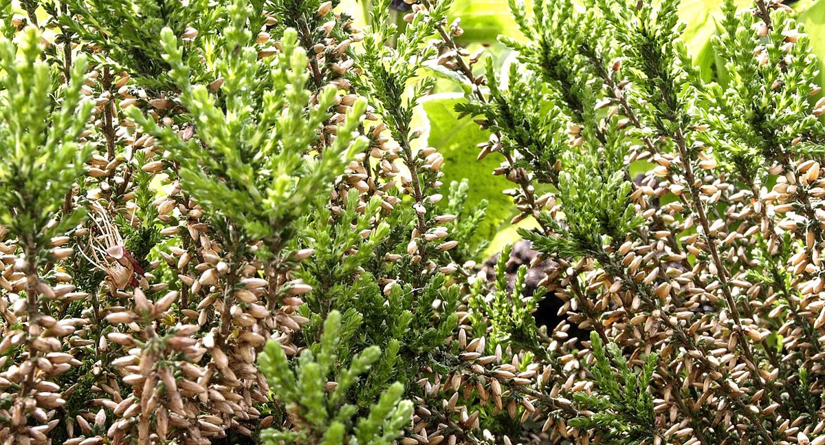 Besenheide Calluna vulgaris Foto_Nicole Schüler.jpg