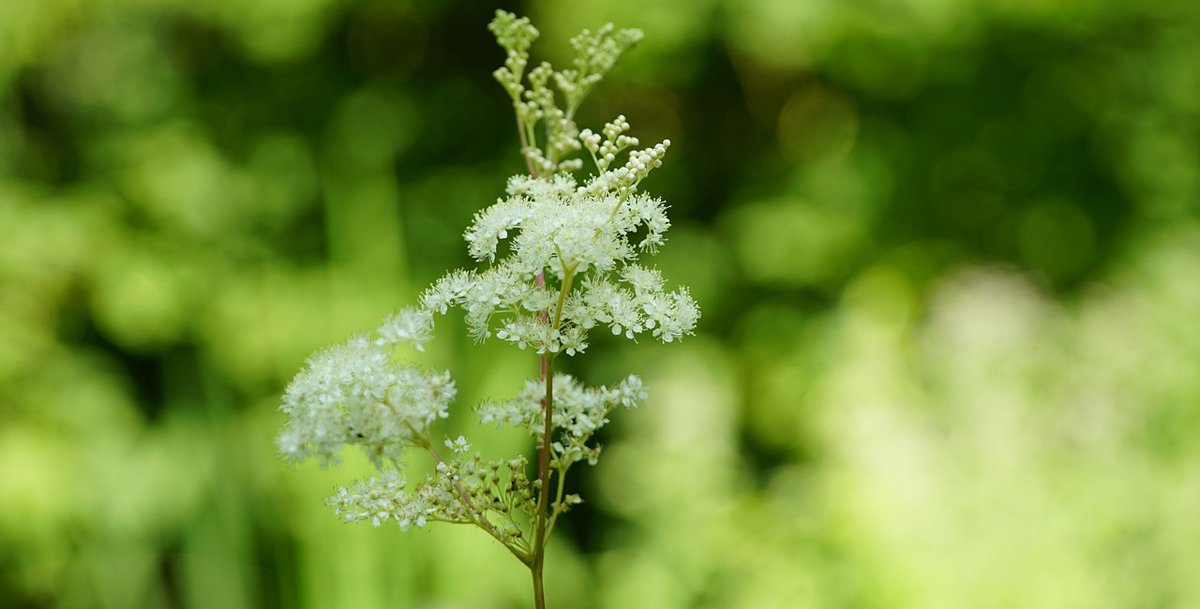 Echtes Mädesüß Filipendula ulmaria Foto_beauty_of_nature.jpg