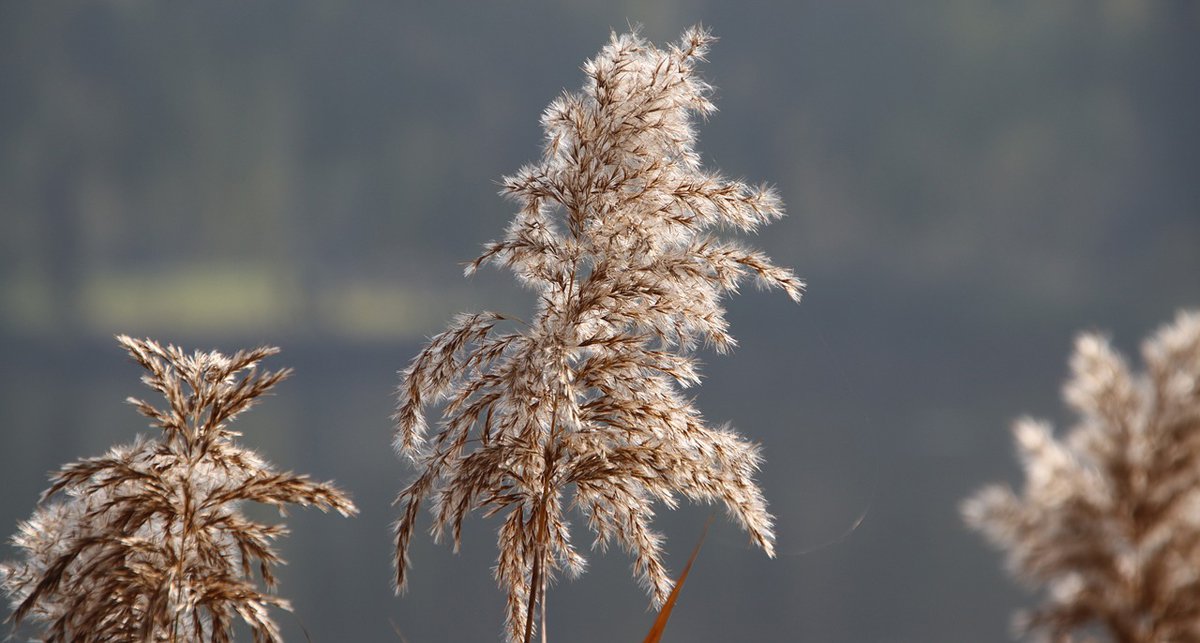 Schilf Phragmites australis Foto_Zhu Bing.jpg