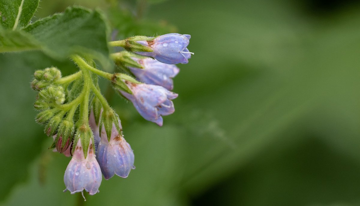 Beinwell Symphytum officinale Foto_Kev.jpg