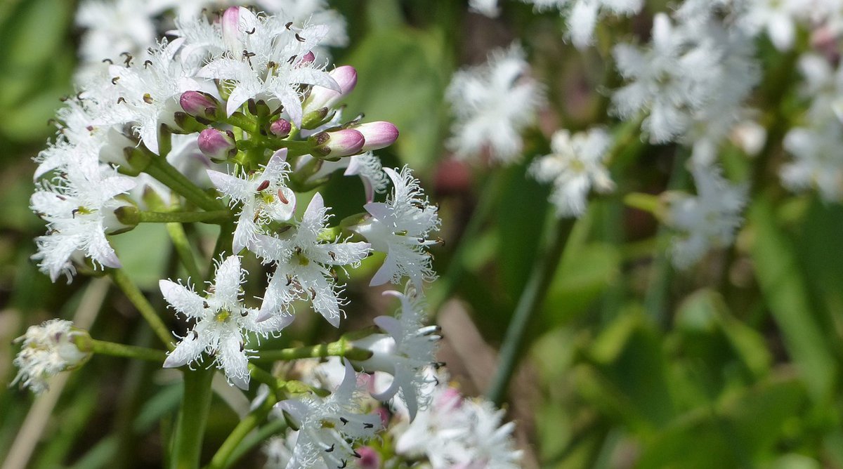 Fieberklee Menyanthes trifoliata Foto_Alois Grundner.jpg