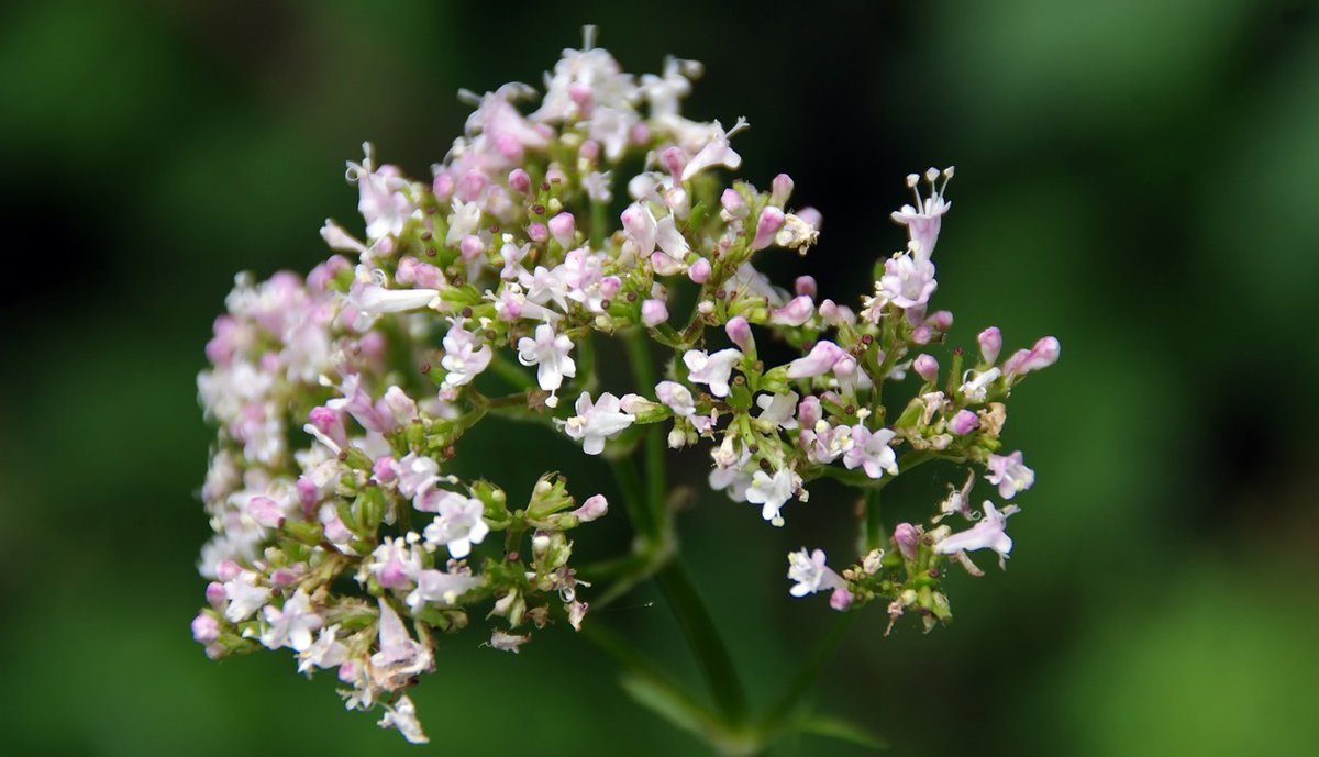 Arznei Baldrian Valeriana Officinialis Foto_DEZALB.jpg
