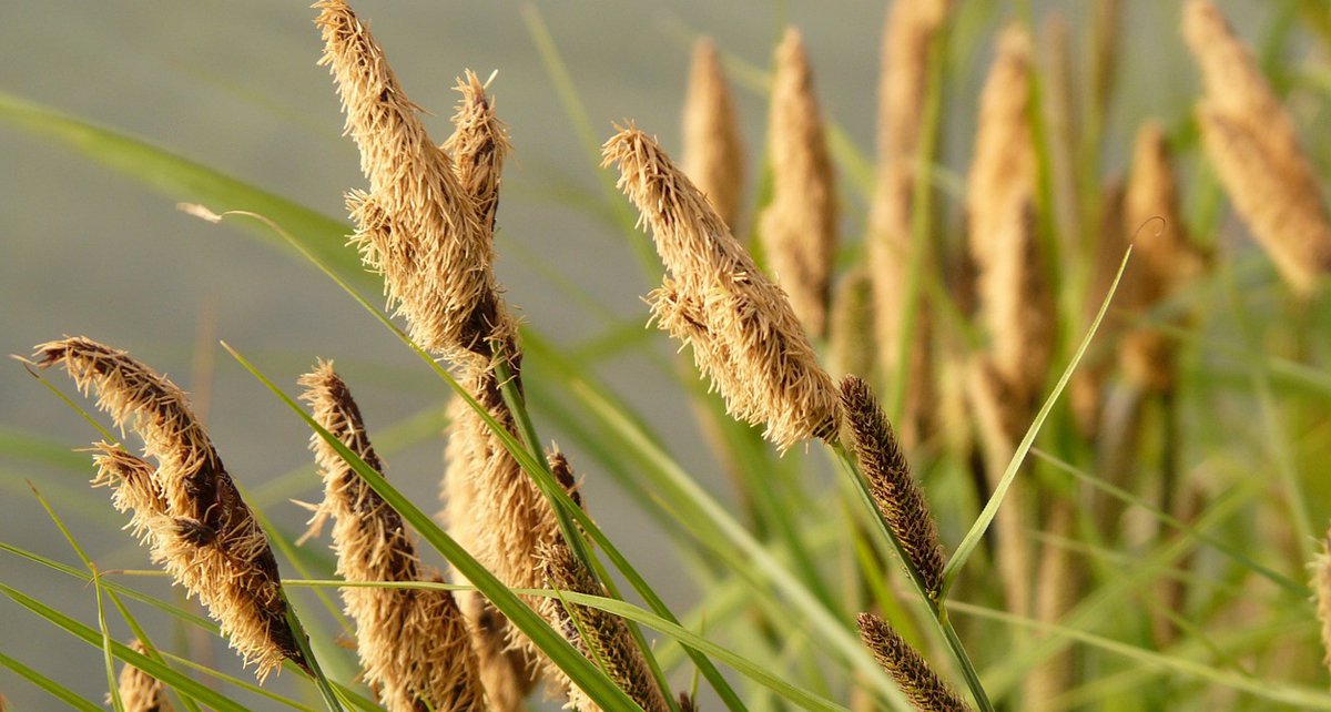 Segge Carex Foto_Hans.jpg