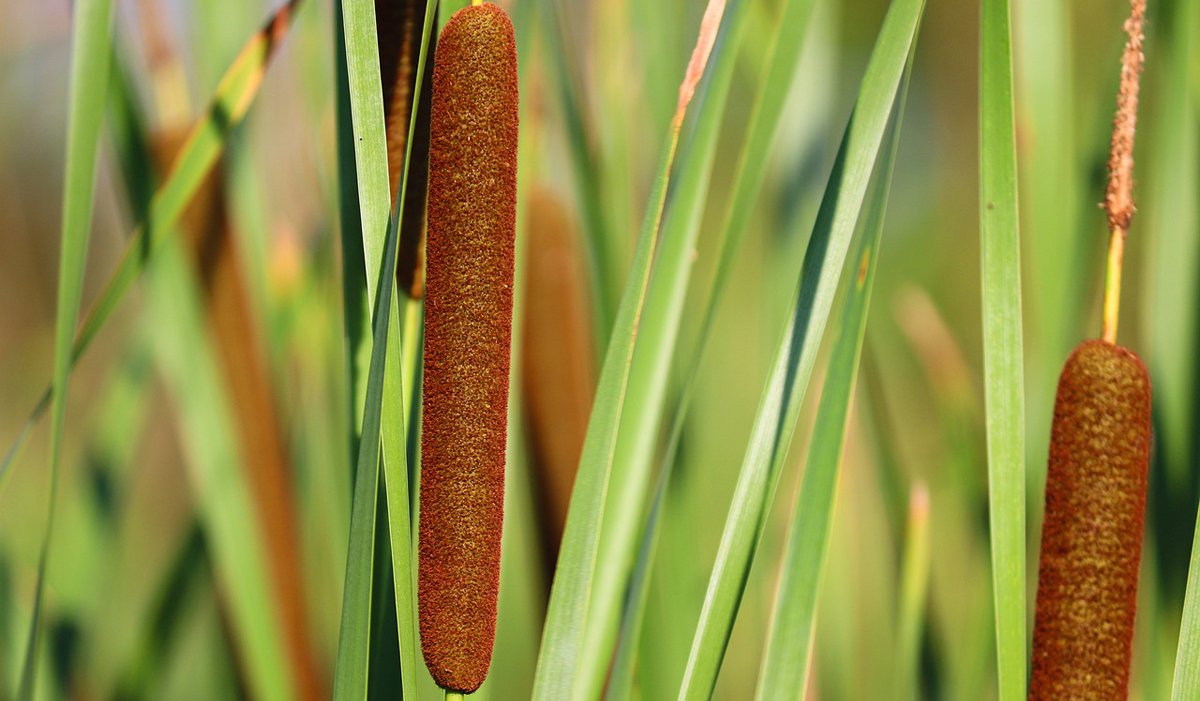 Rohrkolben Typha Foto_Manfred Richter.jpg